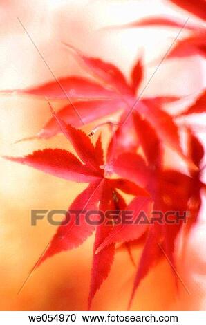 Japanese Maple. Acer palmatum. November 2006. Maryland, USA View Large Photo Image Stock Image - Japanese Maple. Acer palmatum. November 2006. Maryland, USA. Fotosearch