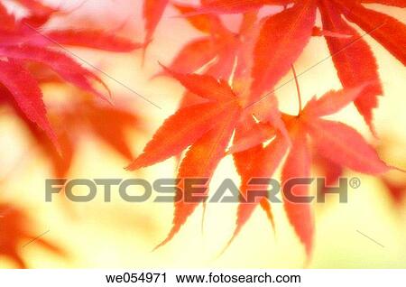 Japanese Maple. Acer palmatum. November 2006. Maryland, USA View Large Photo Image Stock Image - Japanese Maple. Acer palmatum. November 2006. Maryland, USA. Fotosearch