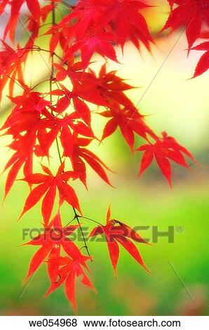 Japanese Maple. Acer palmatum. November 2006. Maryland, USA View Large Photo Image Stock Photo - Japanese Maple. Acer palmatum. November 2006. Maryland, USA. Fotosearch