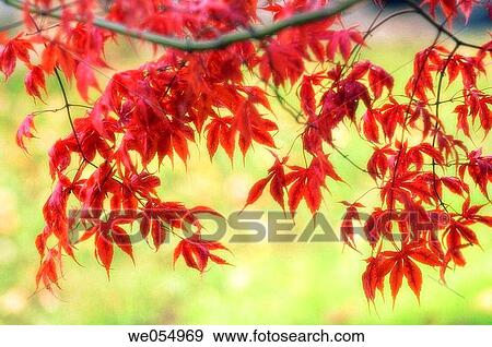 Japanese Maple. Acer palmatum. November 2006. Maryland, USA View Large Photo Image Stock Photo - Japanese Maple. Acer palmatum. November 2006. Maryland, USA. Fotosearch
