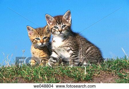 Kitten View Large Photo Image Picture - Kitten. Fotosearch