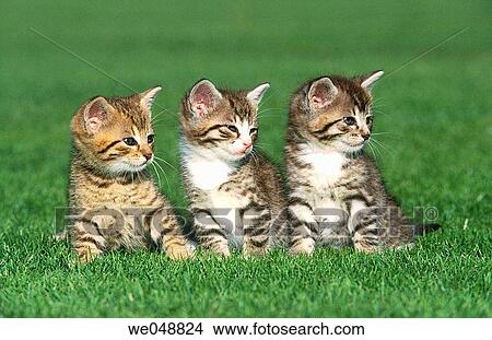 Kitten View Large Photo Image Picture - Kitten. Fotosearch