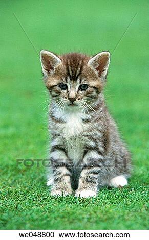 Stock Image - Kitten. Fotosearch