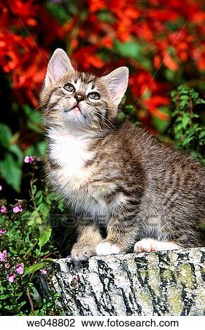Kitten View Large Photo Image Stock Image - Kitten. Fotosearch