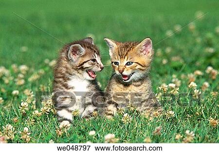 Kitten View Large Photo Image Stock Photo - Kitten. Fotosearch