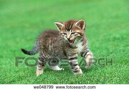 Kitten View Large Photo Image Stock Photo - Kitten. Fotosearch