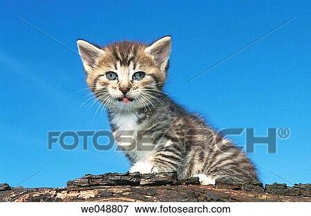 Kitten View Large Photo Image Stock Photo - Kitten. Fotosearch