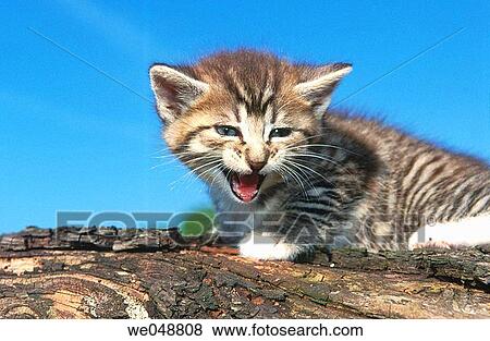 Kitten View Large Photo Image Stock Photo - Kitten. Fotosearch