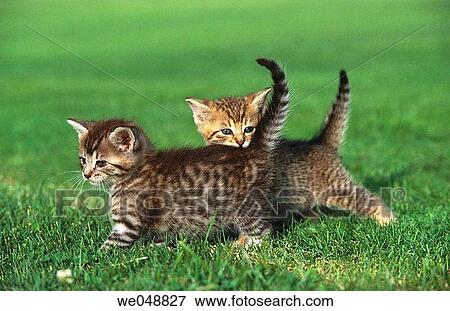 Kitten View Large Photo Image Stock Photo - Kitten. Fotosearch