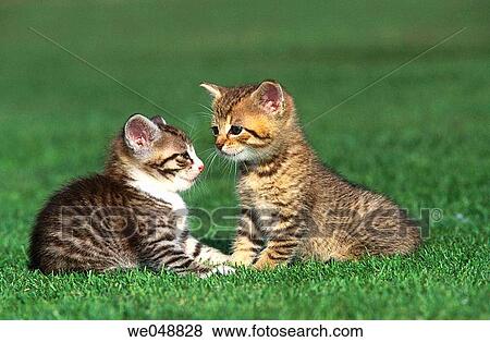 Kitten View Large Photo Image Stock Photo - Kitten. Fotosearch