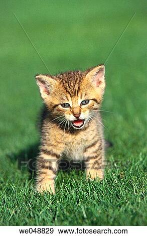 Kitten View Large Photo Image Stock Photo - Kitten. Fotosearch