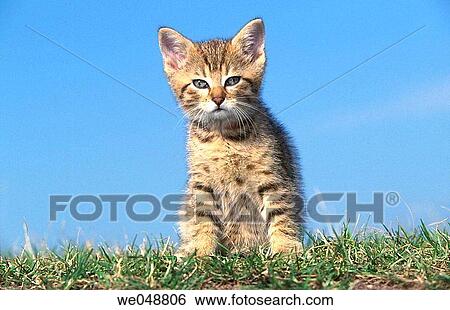 Kitten View Large Photo Image Stock Photograph - Kitten. Fotosearch
