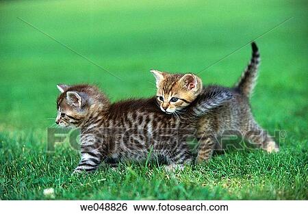 Kitten View Large Photo Image Stock Photograph - Kitten. Fotosearch