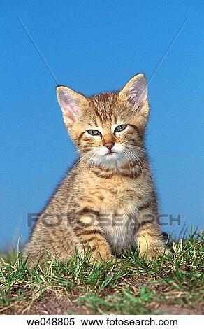 Kitten View Large Photo Image Stock Photography - Kitten. Fotosearch