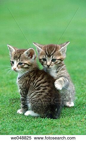 Stock Photography - Kitten. Fotosearch