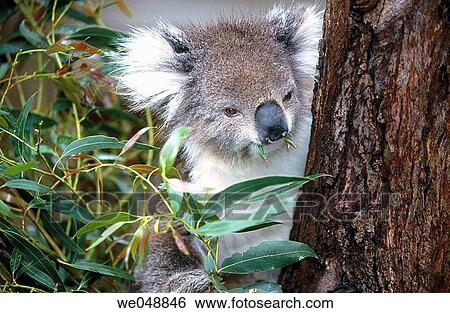 Koala (Phascolarctos cinereus). Victoria, Australia View Large Photo Image Stock Photograph - Koala (Phascolarctos cinereus). Victoria, Australia. Fotosearch