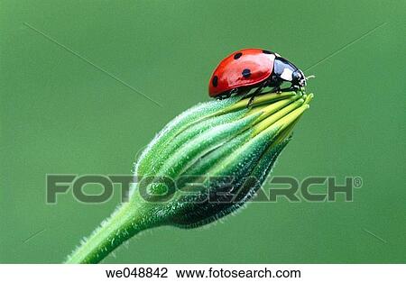 Stock Image - Ladybird (Coccinella septempunctata). Bavaria, Germany. Fotosearch