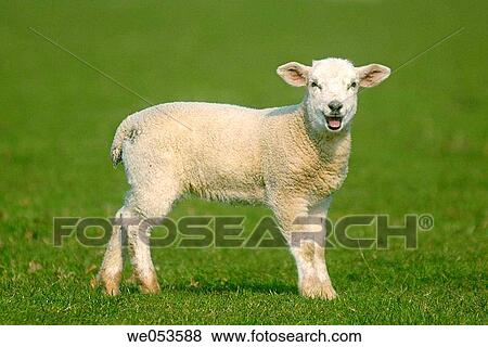 Lamb in a field View Large Photo Image Stock Photo - Lamb in a field. Fotosearch
