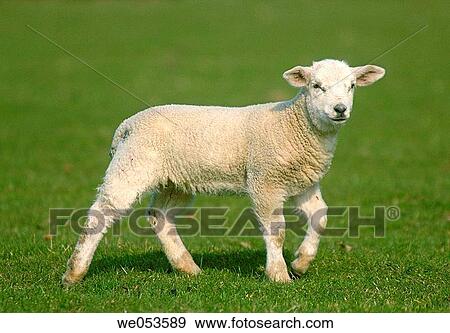 Lamb in a field View Large Photo Image Stock Photo - Lamb in a field. Fotosearch