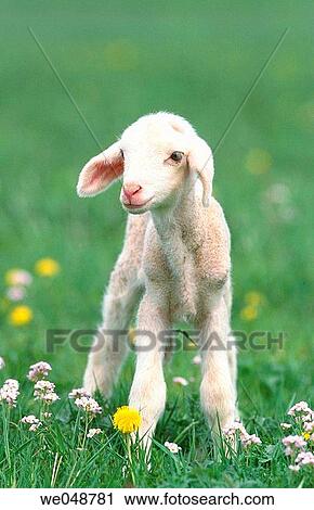 Lamb View Large Photo Image Stock Image - Lamb. Fotosearch