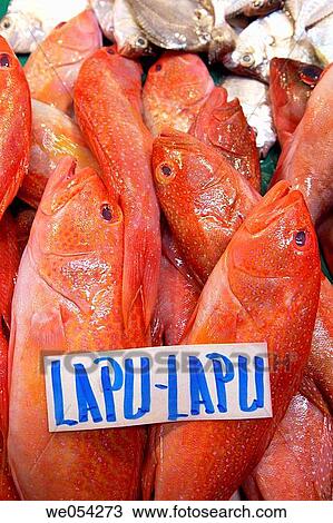Lapu lapu, a delicately flavoured fish. Farmers market. Manila. Philippines View Large Photo Image Stock Image - Lapu lapu, a delicately flavoured fish. Farmers market. Manila. Philippines. Fotosearch