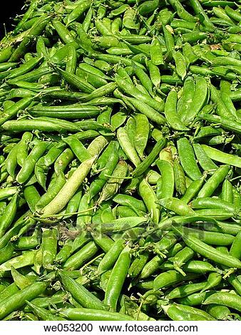 Legume. common vegetable kept for selling at the vegetable market. Marketyard, Pune, Maharashtra, India. View Large Photo Image Stock Image - Legume. common vegetable kept for selling at the vegetable market. Marketyard, Pune, Maharashtra, India.. Fotosearch