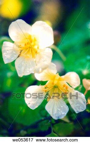 Light Yellow Nasturtium. Tropaeolum majus. October 2006. Maryland, USA View Large Photo Image Stock Photo - Light Yellow Nasturtium. Tropaeolum majus. October 2006. Maryland, USA. Fotosearch
