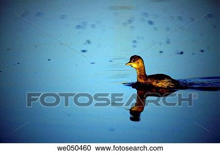 Little Grebe (Tachybaptus ruficollis), Marismas de Noja. Cantabria. Spain View Large Photo Image Stock Image - Little Grebe (Tachybaptus ruficollis), Marismas de Noja. Cantabria. Spain. Fotosearch
