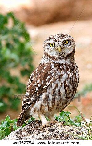 Little Owl (Athene noctua) View Large Photo Image Picture - Little Owl (Athene noctua). Fotosearch