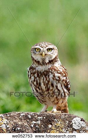 Little Owl (Athene noctua) View Large Photo Image Stock Image - Little Owl (Athene noctua). Fotosearch
