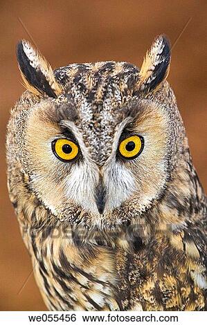 Long-eared Owl (Asio otus) View Large Photo Image Stock Photograph - Long-eared Owl (Asio otus). Fotosearch