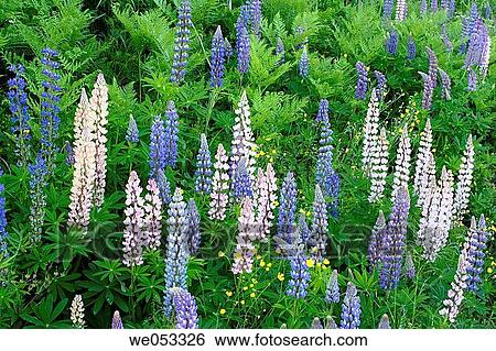 Lupines, Village Berghamn near Kramfors, H÷ga Kusten, Baltic Sea, V? sternorrlands l? n, Lapland, Sweden, Scandinavia, Europe View Large Photo Image Stock Photograph - Lupines, Village Berghamn near Kramfors, H÷ga Kusten, Baltic Sea, V? sternorrlands l? n, Lapland, Sweden, Scandinavia, Europe. Fotosearch