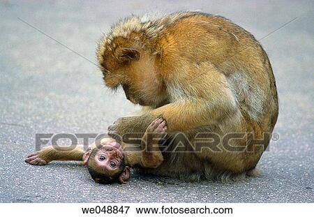 Stock Photo - Magot (Macaca sylvanus) female caring young. Fotosearch