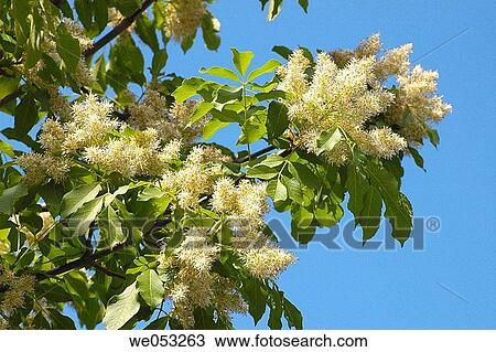 Stock Image - Manna Ash or Flowering Ash (Fraxinus ornus). Fotosearch