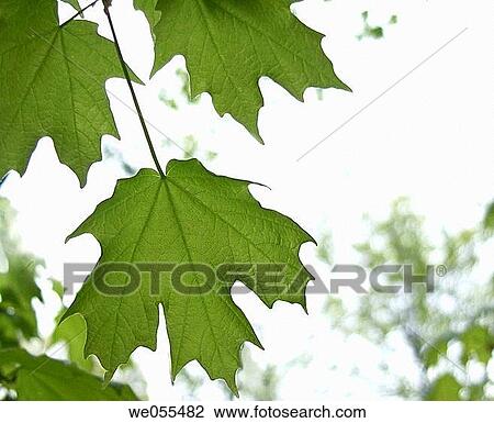 Maple (Acer sp. ) leaves View Large Photo Image Stock Image - Maple (Acer sp. ) leaves. Fotosearch