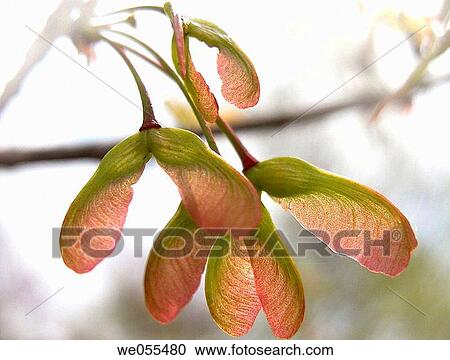 Stock Image - Maple (Acer sp, ) seed pods. Fotosearch