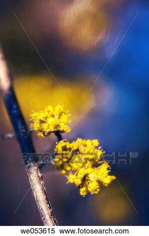 Maple Blossom. Acer rubrum. March 2006. Maryland, USA View Large Photo Image Stock Photography - Maple Blossom. Acer rubrum. March 2006. Maryland, USA. Fotosearch