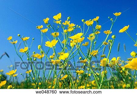 Meadow buttercup (Ranunculus acris). Bavaria, Germany View Large Photo Image Stock Image - Meadow buttercup (Ranunculus acris). Bavaria, Germany. Fotosearch