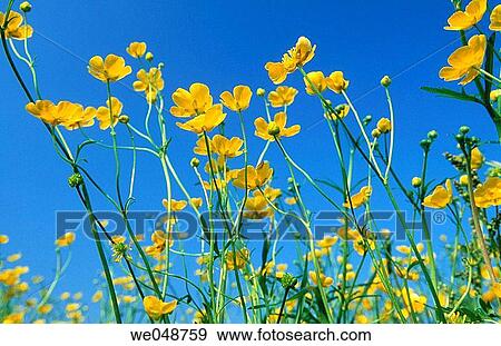 Meadow buttercup (Ranunculus acris). Bavaria, Germany View Large Photo Image Stock Photo - Meadow buttercup (Ranunculus acris). Bavaria, Germany. Fotosearch