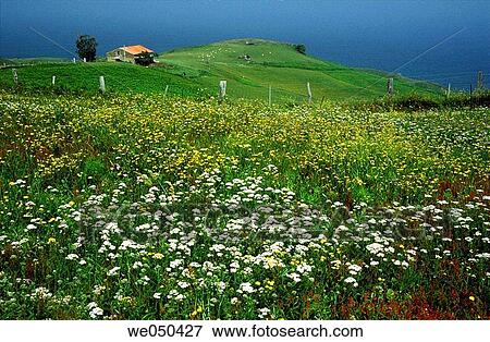 Stock Photo - Meadow with wildflowers and cabin in background, Cape Quejo. Cantabria, Spain. Fotosearch