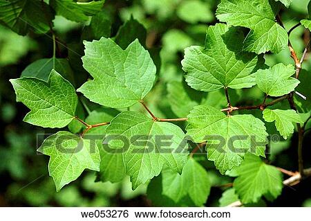 Mohican (Viburnum lantana). View Large Photo Image Stock Photograph - Mohican (Viburnum lantana).. Fotosearch