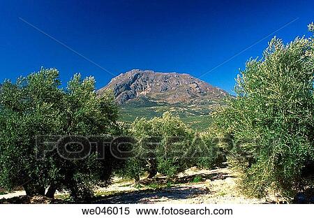 Monte Aznait? n and olive grove, Sierra Mßgina. Ja? n province, Andalusia, Spain View Large Photo Image Stock Photography - Monte Aznait? n and olive grove, Sierra Mßgina. Ja? n province, Andalusia, Spain. Fotosearch