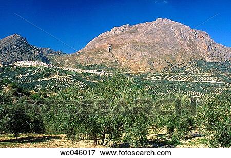 Monte Aznait? n and olive groves, Sierra Mßgina. Ja? n province, Andalusia, Spain View Large Photo Image Stock Photo - Monte Aznait? n and olive groves, Sierra Mßgina. Ja? n province, Andalusia, Spain. Fotosearch