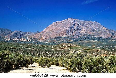 Monte Aznait? n and olive groves, Sierra Mßgina. Ja? n province, Andalusia, Spain View Large Photo Image Stock Photo - Monte Aznait? n and olive groves, Sierra Mßgina. Ja? n province, Andalusia, Spain. Fotosearch