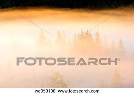 Stock Photo - Morning mists in valley with ghostly tree silhouettes. Fotosearch