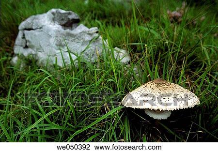Mushroom and rock at Candina massif. Cantabria, Spain View Large Photo Image Stock Image - Mushroom and rock at Candina massif. Cantabria, Spain. Fotosearch