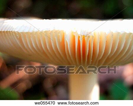 Mushroom View Large Photo Image Stock Image - Mushroom. Fotosearch