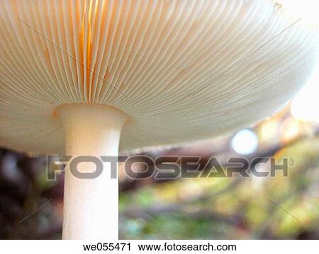 Mushroom View Large Photo Image Stock Image - Mushroom. Fotosearch