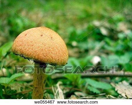 Stock Photo - Mushroom. Fotosearch