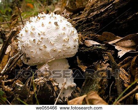 Mushroom View Large Photo Image Stock Photograph - Mushroom. Fotosearch